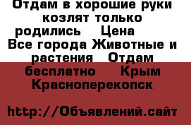 Отдам в хорошие руки козлят.только родились. › Цена ­ 20 - Все города Животные и растения » Отдам бесплатно   . Крым,Красноперекопск